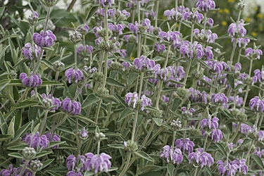 Des images de diff�rentes plantes